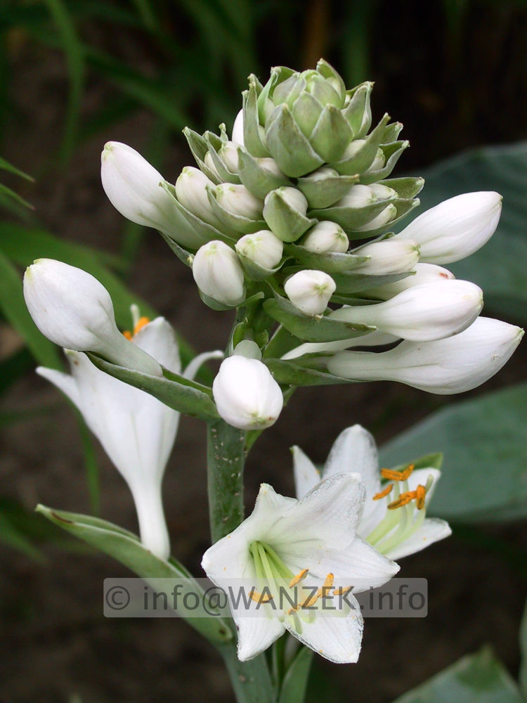 Hosta tokudama Perle Bluete.jpg